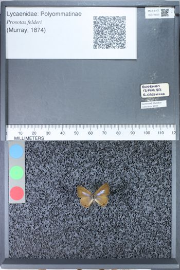 Media type: image;   Entomology 71650